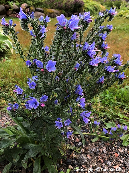 Echium vulgare, kylneidonkieli